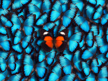 A butterfly that stands apart from the crowd